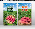 红薯