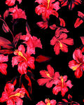 芙蓉花