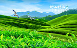 茶文化
