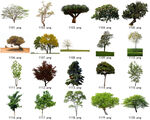 免扣高清景观树常用乔木贴图素材