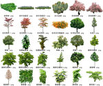 高清树木花卉绿植免抠贴图素材 