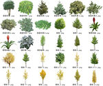 高清树木花卉绿植免抠贴图素材 