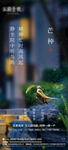 芒种 节气