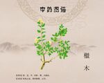檵木