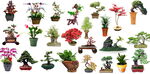 psd免抠盆栽植物  