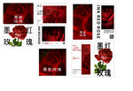 玫瑰花茶