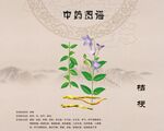 桔梗