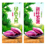 紫薯