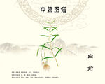 白前