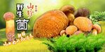野生菌海报