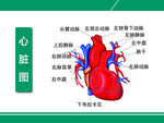 心脏图