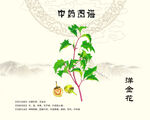 洋金花