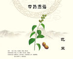巴豆