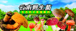 野生菌海报