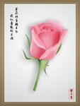 玫瑰花