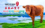 农家黄牛
