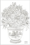 白描花卉 