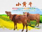 小黄牛