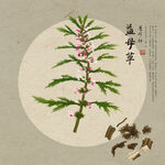益母草
