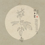 淫羊藿 线描