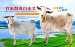 山羊