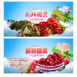 醋栗