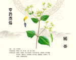 豨莶中药豨莶