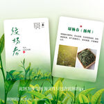 碧螺春茶叶介绍卡片