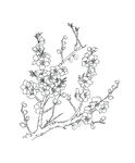 梅花线稿图