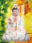 滴水观音