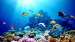海底世界珊瑚礁鱼群海景电视背景
