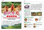 鸡宣传单