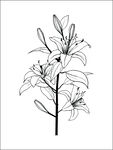 百合花矢量图
