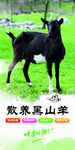 黑山羊