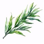 迷迭香插画