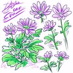 手绘紫菀