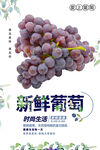 葡萄