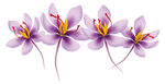 藏红花