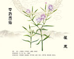 瞿麦中药瞿麦