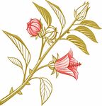 洛神花玫瑰插画