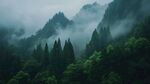 森林云雾山岚