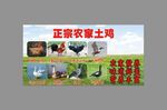 正宗农家养殖土鸡