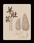 羊肚菌
