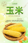 玉米