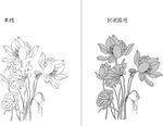 荷花 矢量图