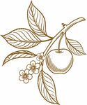 苹果插画