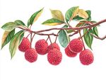 贵妃荔枝插画