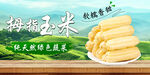 拇指玉米 蔬菜展板