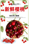 樱桃