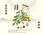 苦楝树苦楝皮